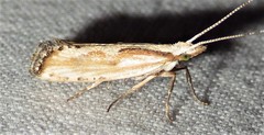 Plutella porrectella