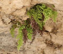 Adiantum capillus-veneris