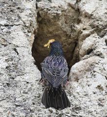 Sturnus vulgaris