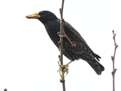 Sturnus vulgaris