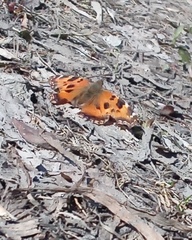 Nymphalis xanthomelas