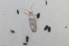 Enaemia atrolinea