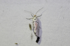 Enaemia atrolinea