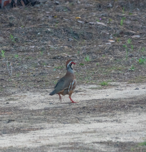 Perdiz roja (Alectoris rufa)