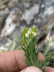 Comesperma anemosmaragdinum