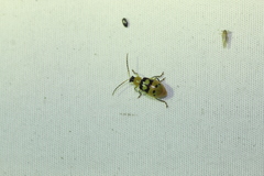 Paranapiacaba connexa