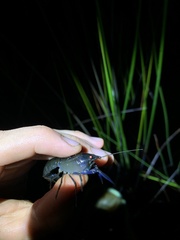 Cherax robustus