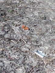 Nymphalis xanthomelas