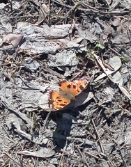 Nymphalis xanthomelas