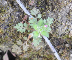 Collomia heterophylla