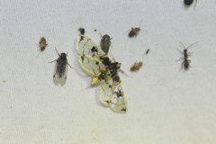Compacta hirtalis