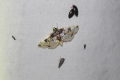 Compacta hirtalis
