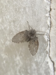 Clogmia albipunctata