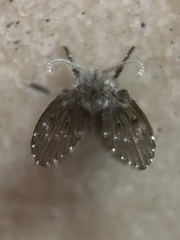 Clogmia albipunctata