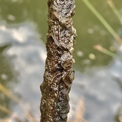 Amarinus laevis