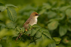 Cisticola chubbi
