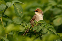 Cisticola chubbi