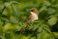 Cisticola chubbi
