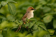 Cisticola chubbi