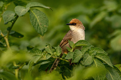 Cisticola chubbi