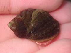 Nucella emarginata