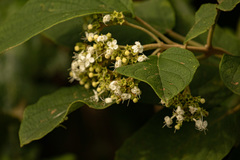 Clerodendrum johnstonii