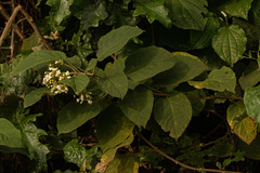 Clerodendrum johnstonii