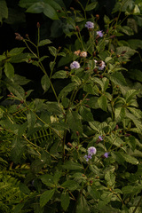 Vernonieae