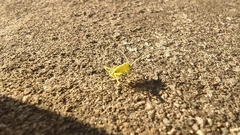 Orthoptera