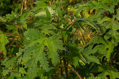 Girardinia diversifolia