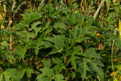 Girardinia diversifolia