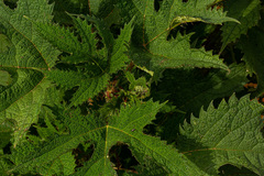 Girardinia diversifolia