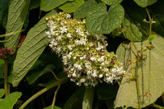 Clerodendrum johnstonii