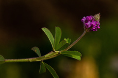 Trifolium usambarense