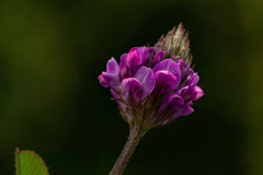 Trifolium usambarense
