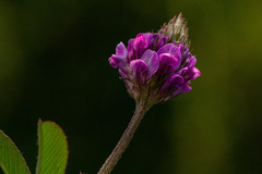 Trifolium usambarense