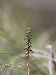 Genoplesium despectans