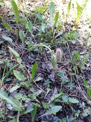 Veronica wyomingensis