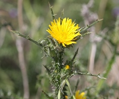 Scolymus grandiflorus