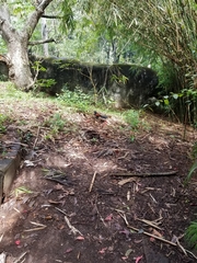 Centropus sinensis parroti