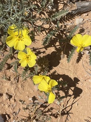 Tribulus hystrix