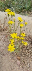 Senecio glaucus
