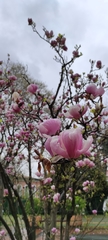 Magnolia