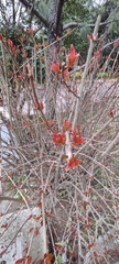 Magnoliopsida