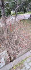 Magnoliopsida