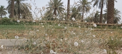 Launaea mucronata