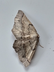 Drepanogynis mixtaria