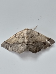 Drepanogynis mixtaria