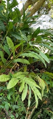 Alpinia galanga