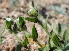 Plagiobothrys arizonicus